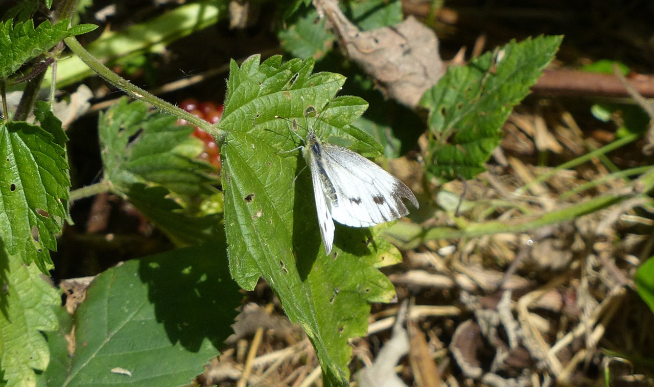 butterfly nature beauty free photo