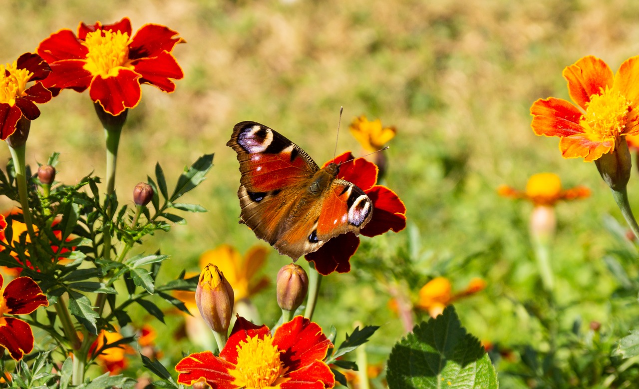 butterfly  color  spring free photo