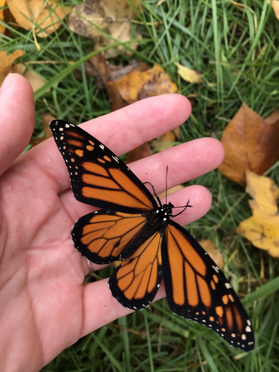 butterfly  monarch  monarch butterfly free photo