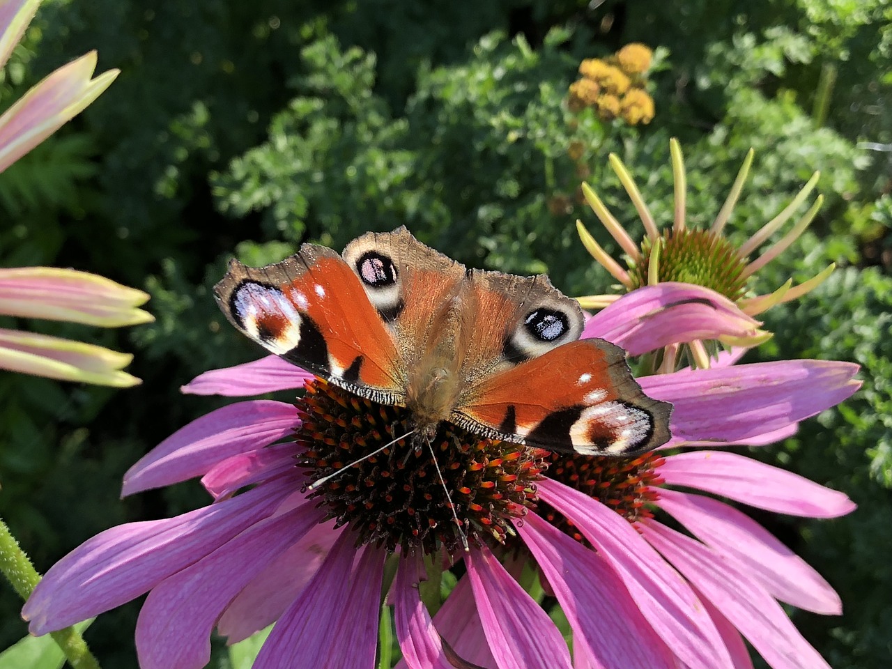 butterfly  flower  green free photo