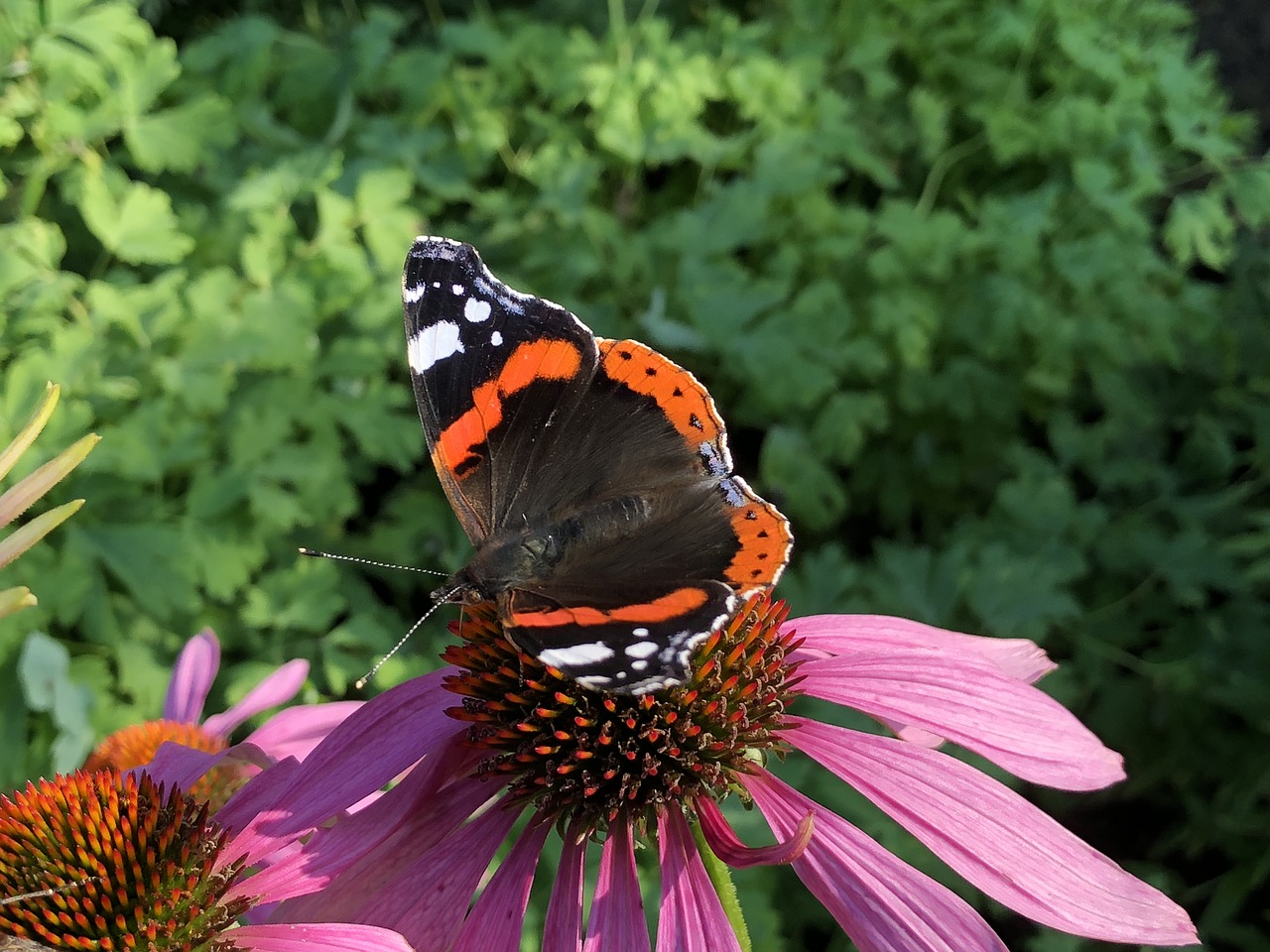 butterfly  black  orange free photo