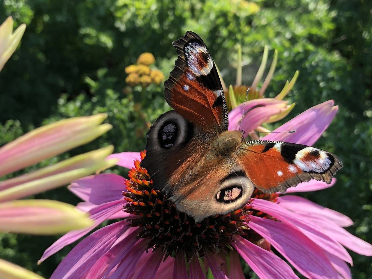 butterfly  summer  peacock free photo