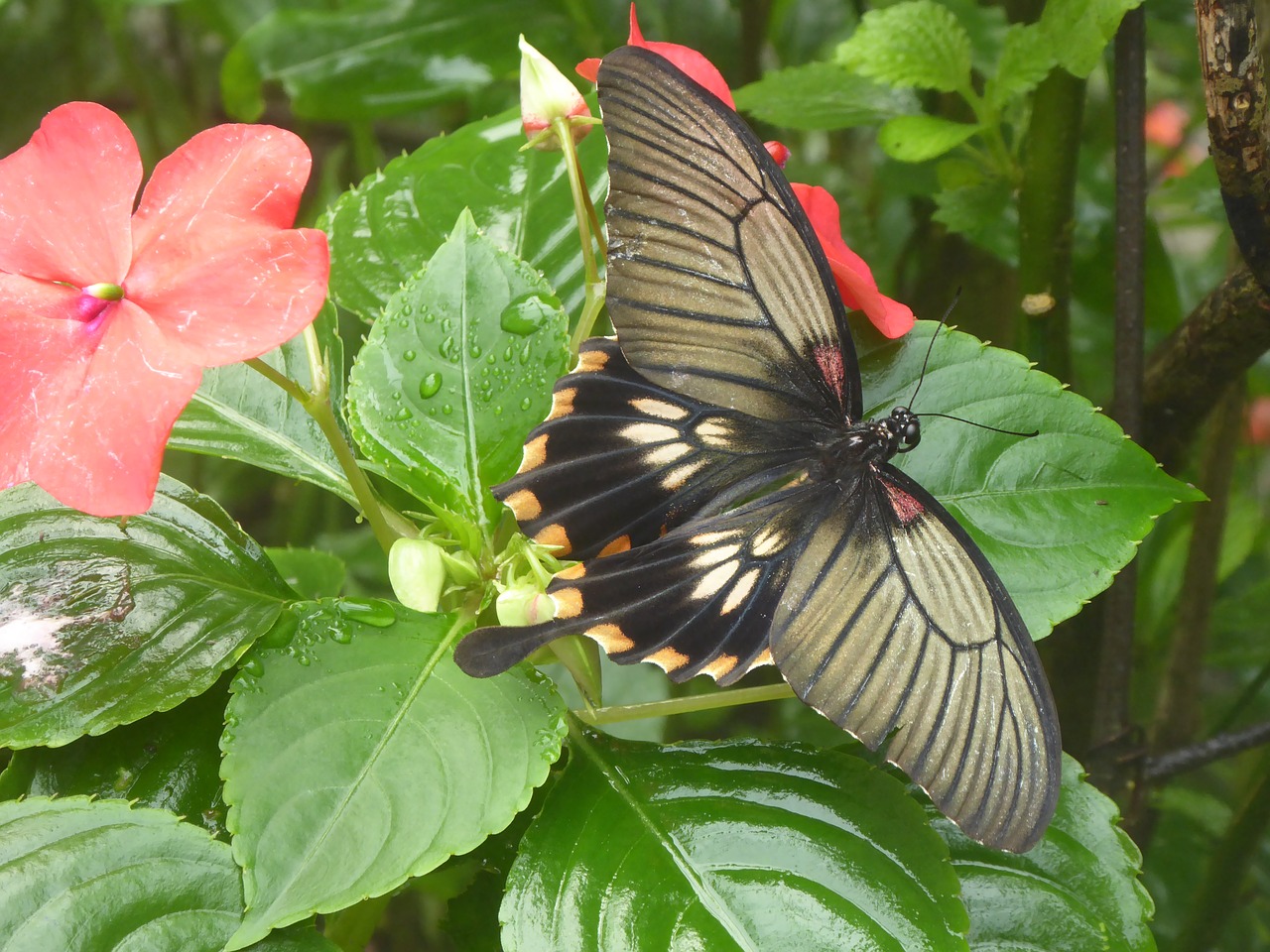 butterfly  flower  pink free photo