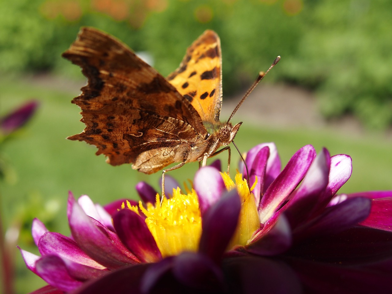 butterfly  blossom  bloom free photo