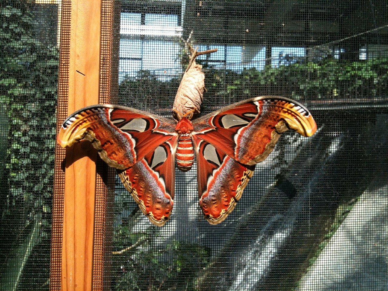 butterfly atlas moth attacus atlas free photo