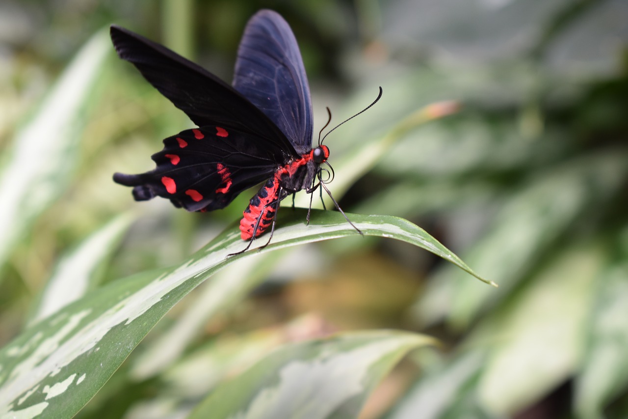 butterfly  insect  leaves free photo