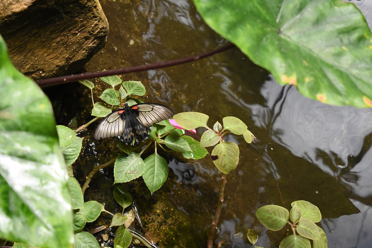 butterfly  pond  insect free photo