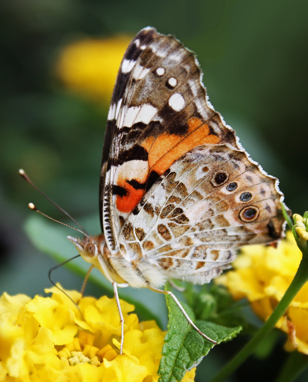 butterfly insect nature free photo