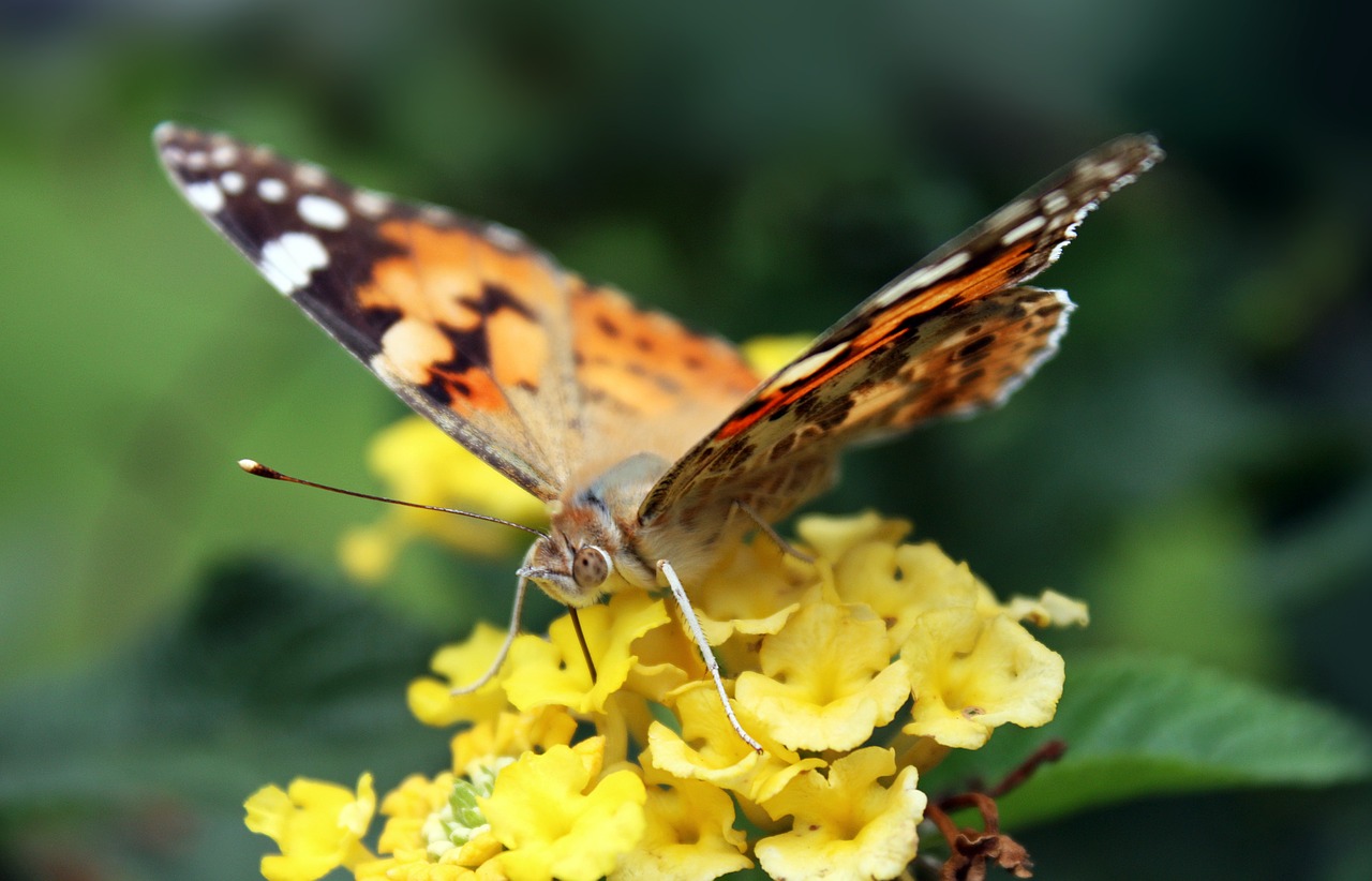 butterfly insect nature free photo