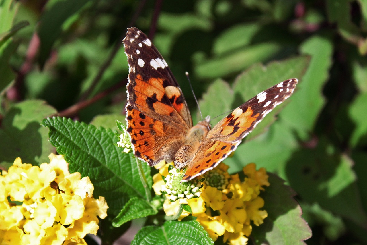 butterfly insect nature free photo