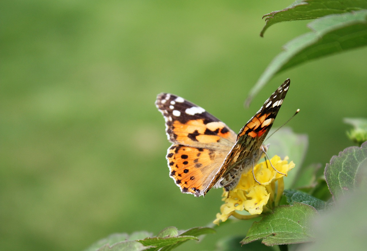 butterfly insect nature free photo