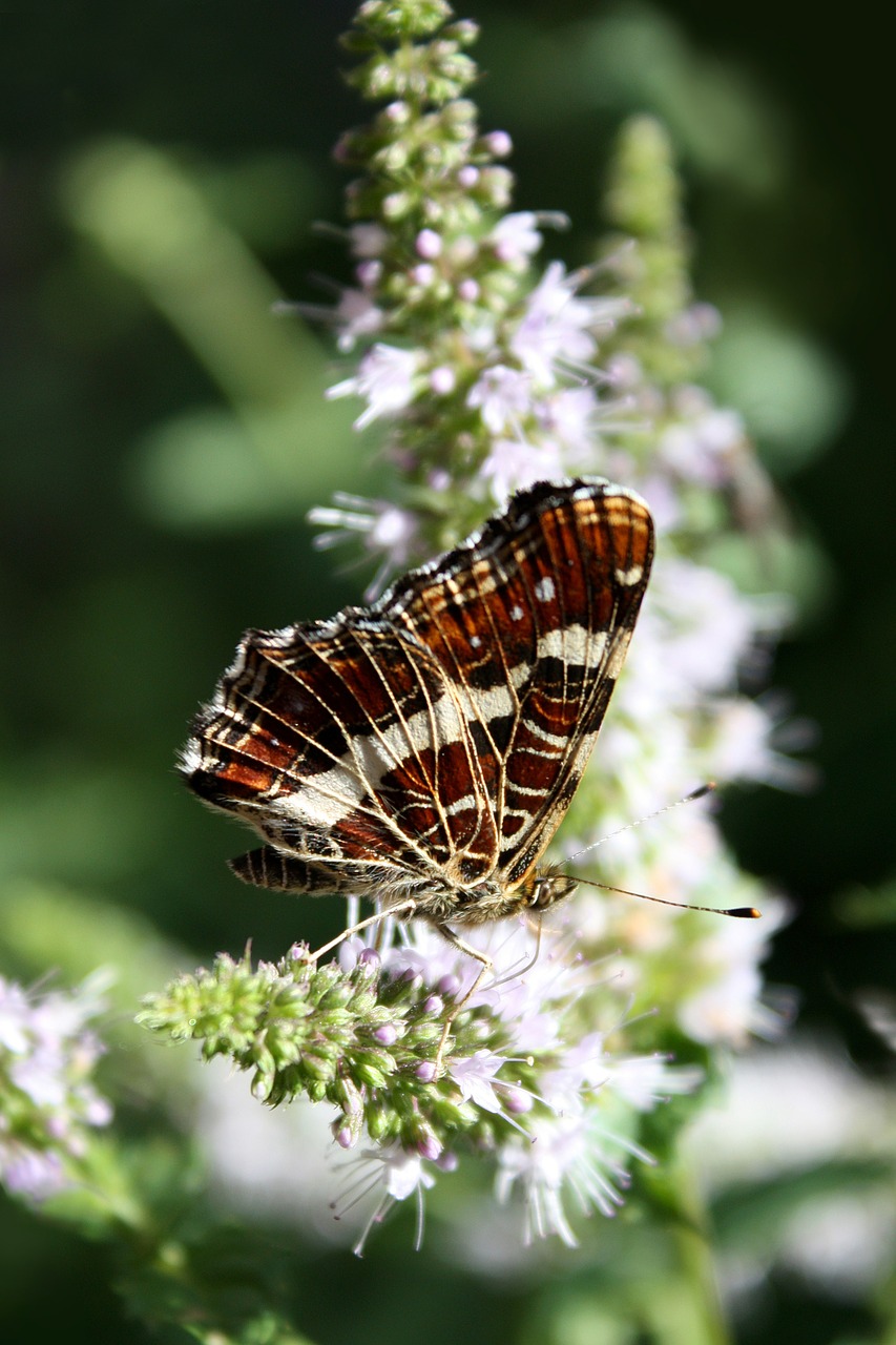 butterfly insect flower free photo