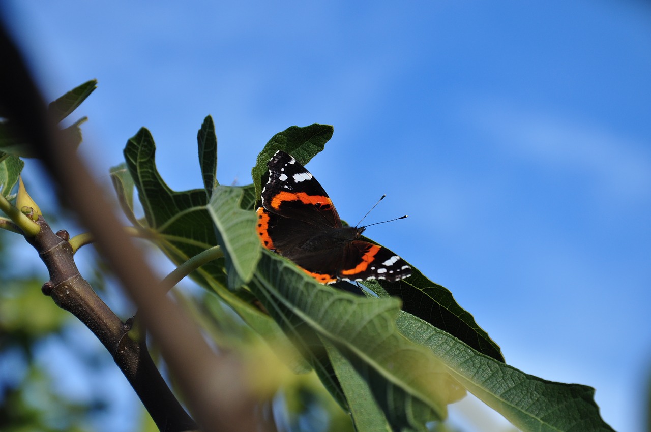 butterfly  autumn  fig tree free photo