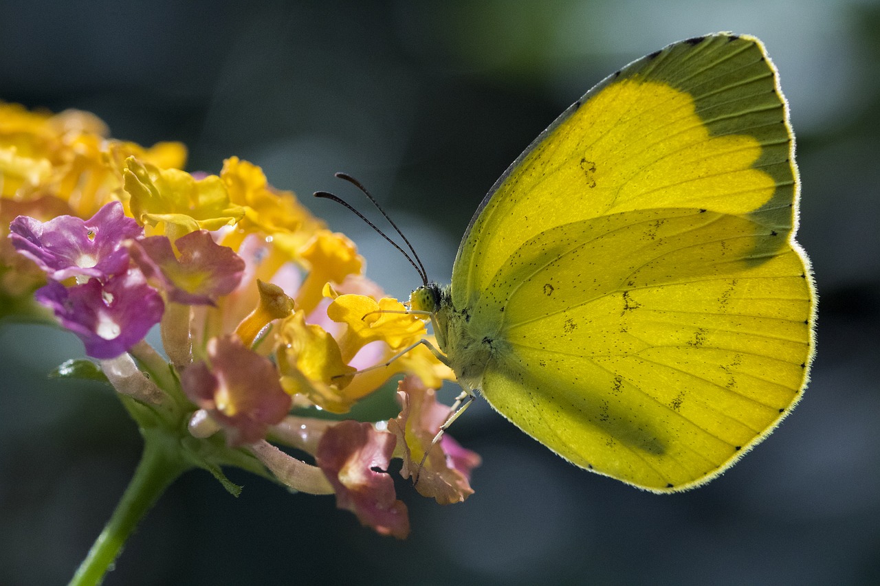 butterfly  yellow butterfly  insects free photo