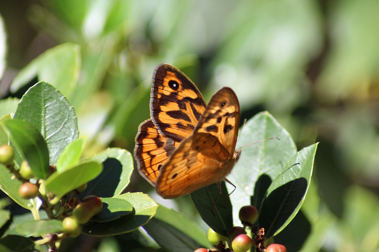 butterfly  orange  black free photo