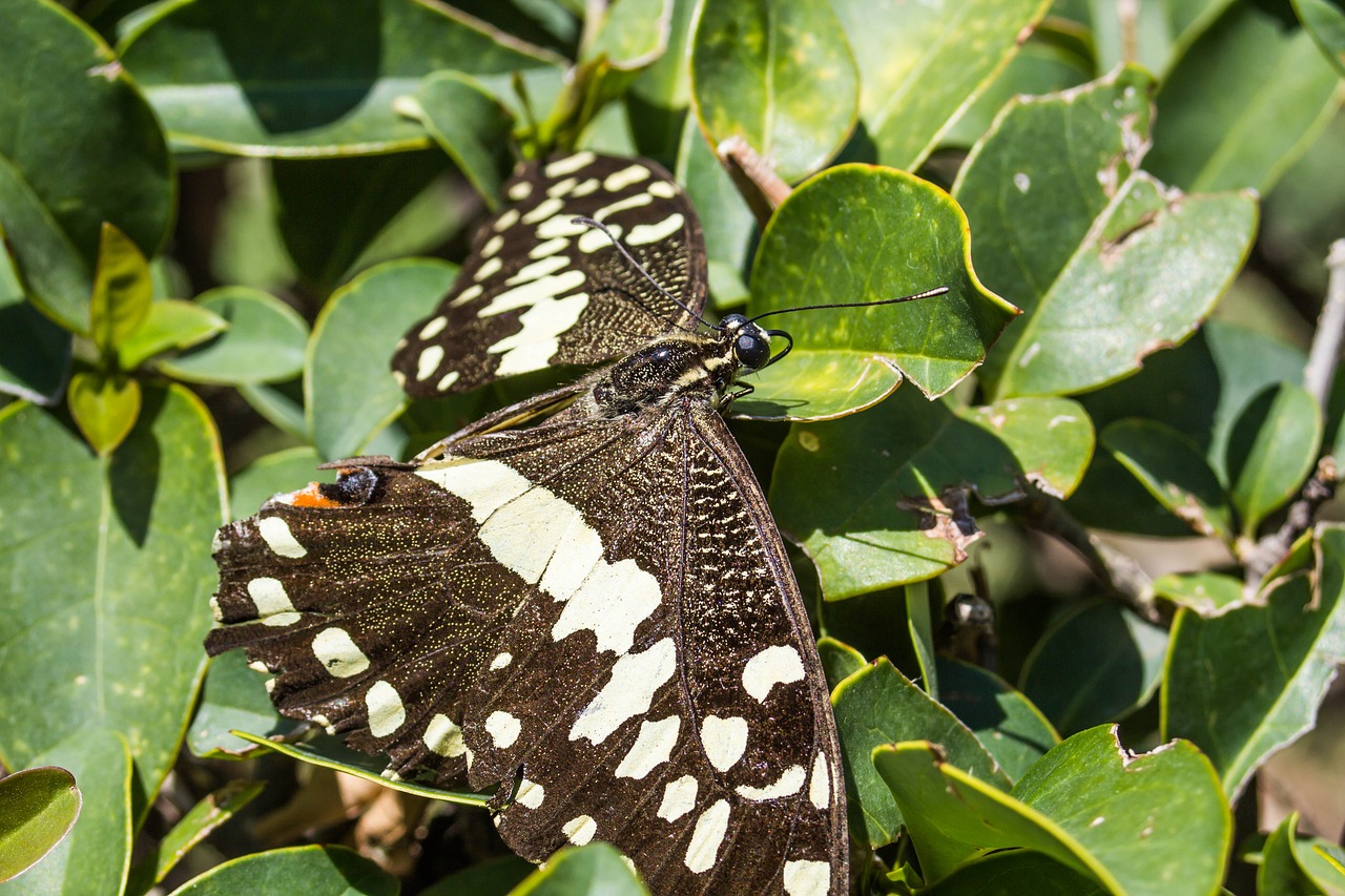 butterfly  insect  nature free photo