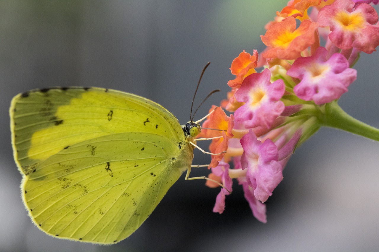 butterfly  yellow butterfly  flowers free photo