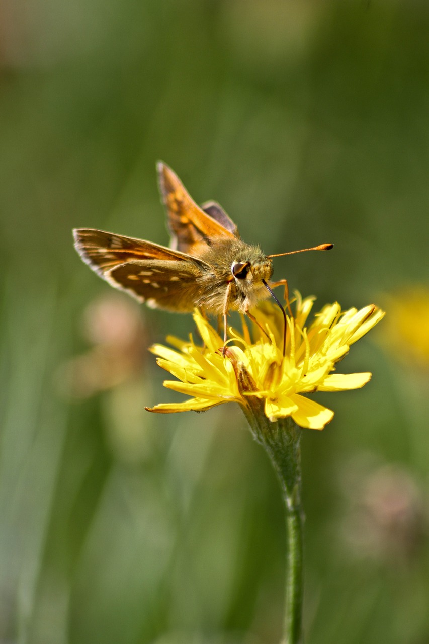 butterfly  insects  plants free photo