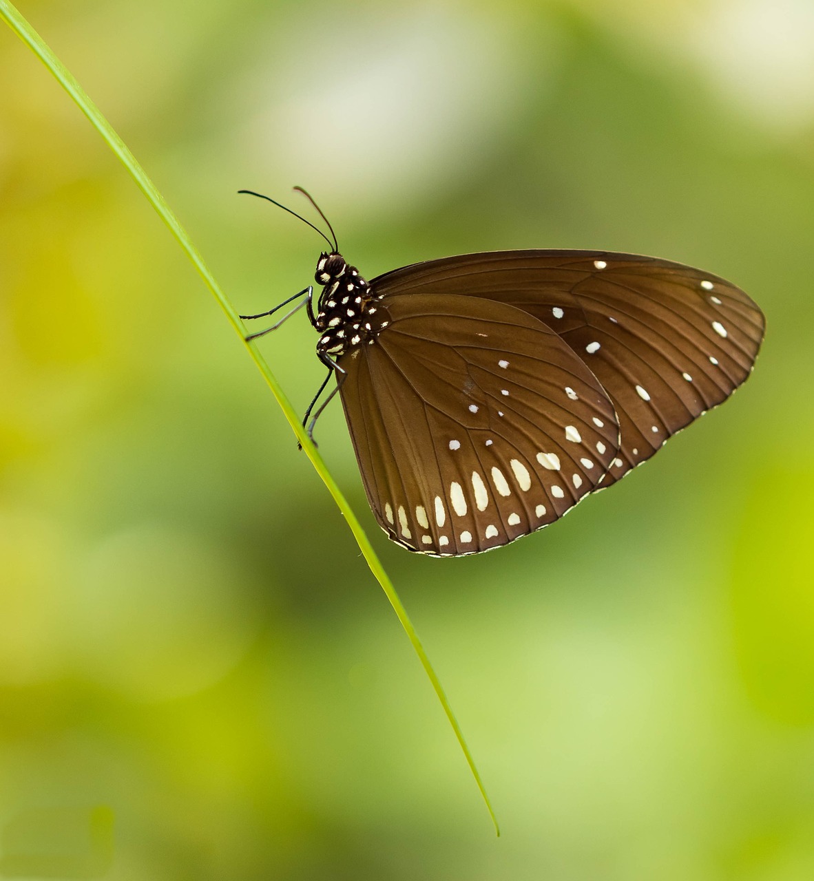 butterfly  green  colorful free photo