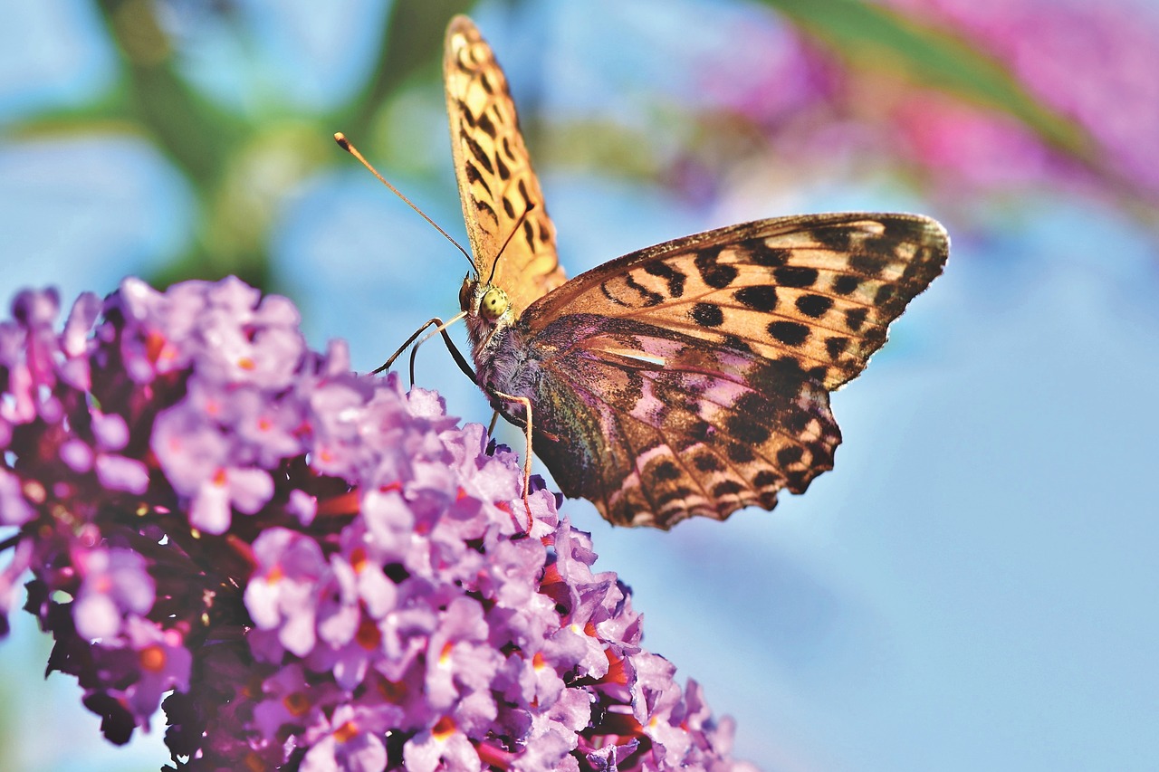 butterfly  large fritillary  color free photo