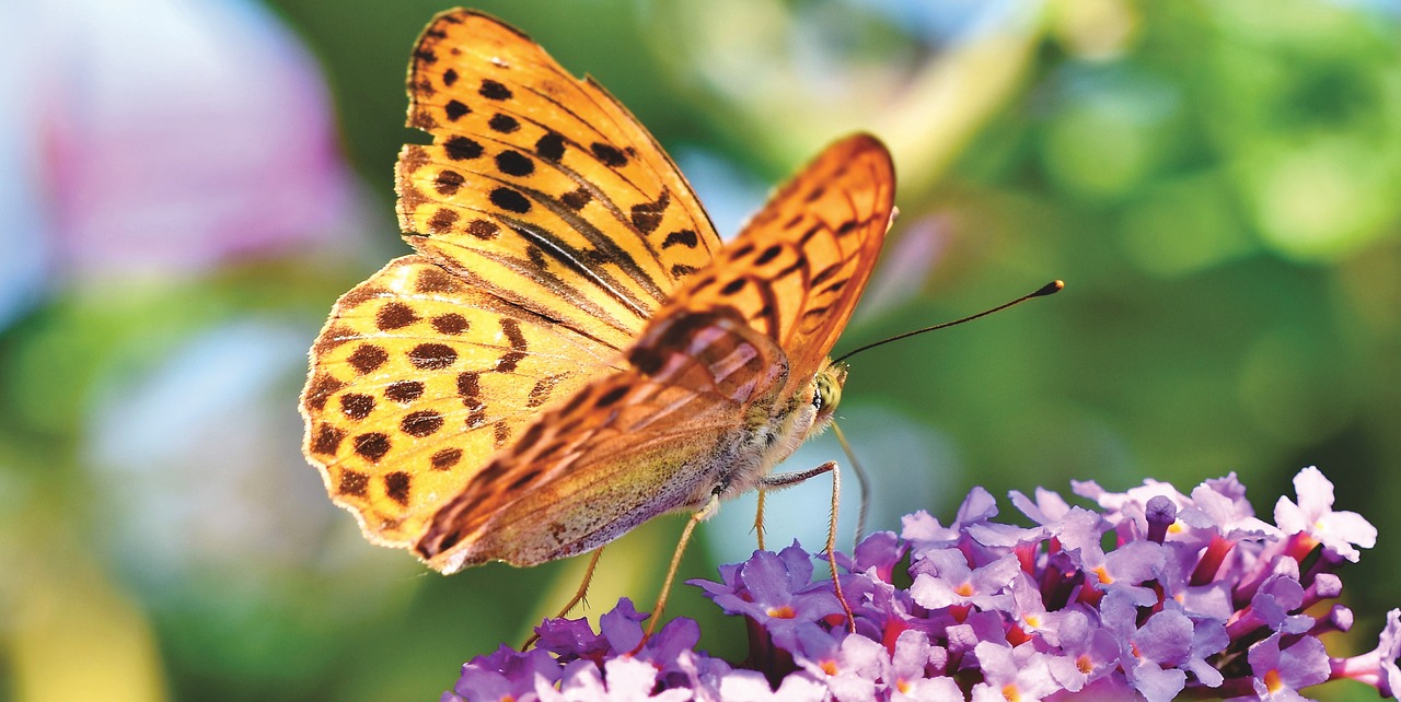 butterfly  large fritillary  color free photo