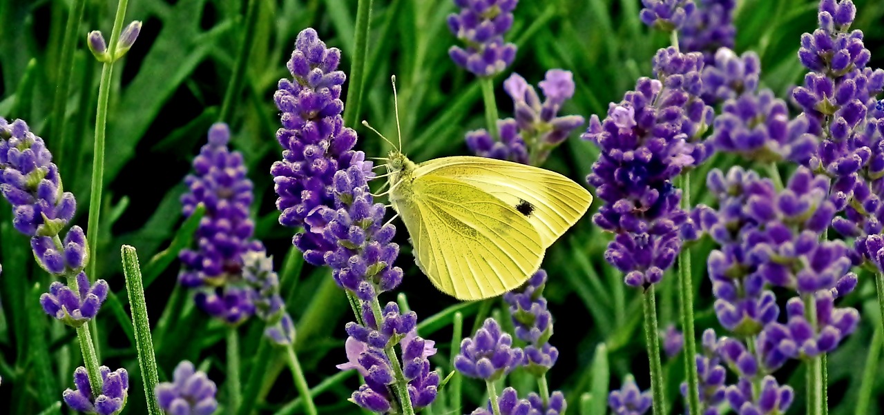 butterfly  insect  macro free photo