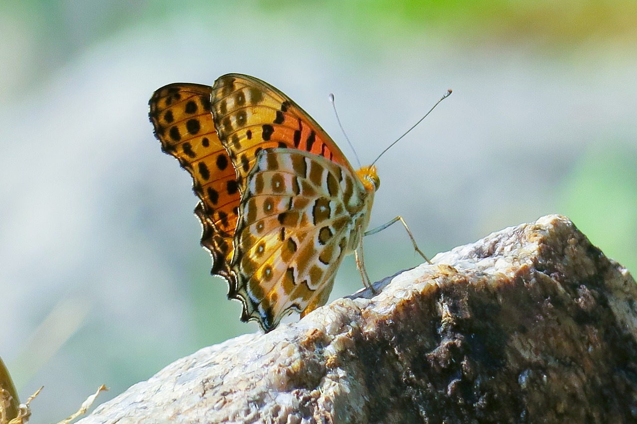 butterfly  natural  summer free photo