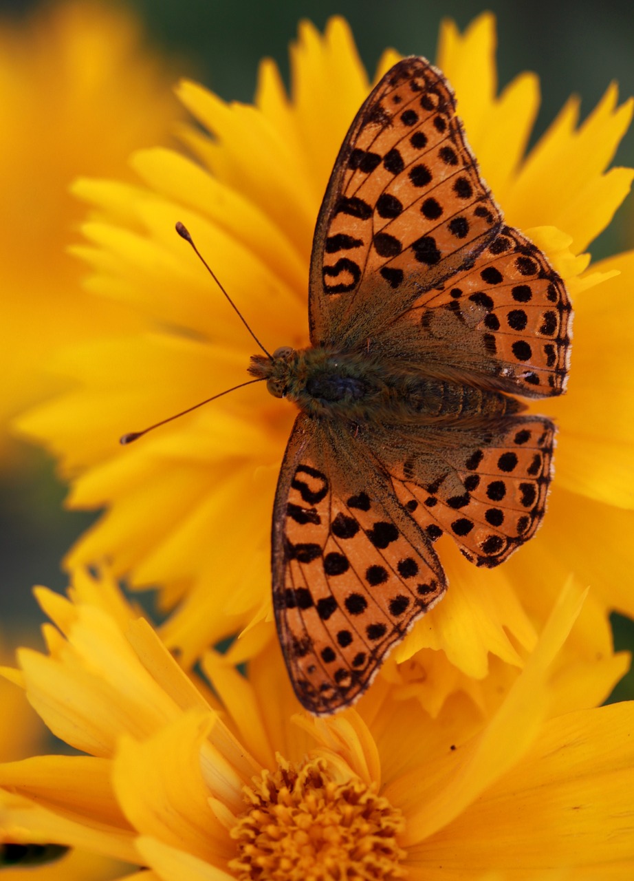 butterfly  flower  yellow free photo