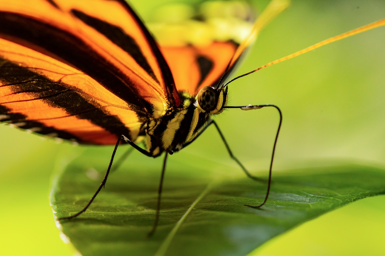 butterfly  macro  leaf free photo