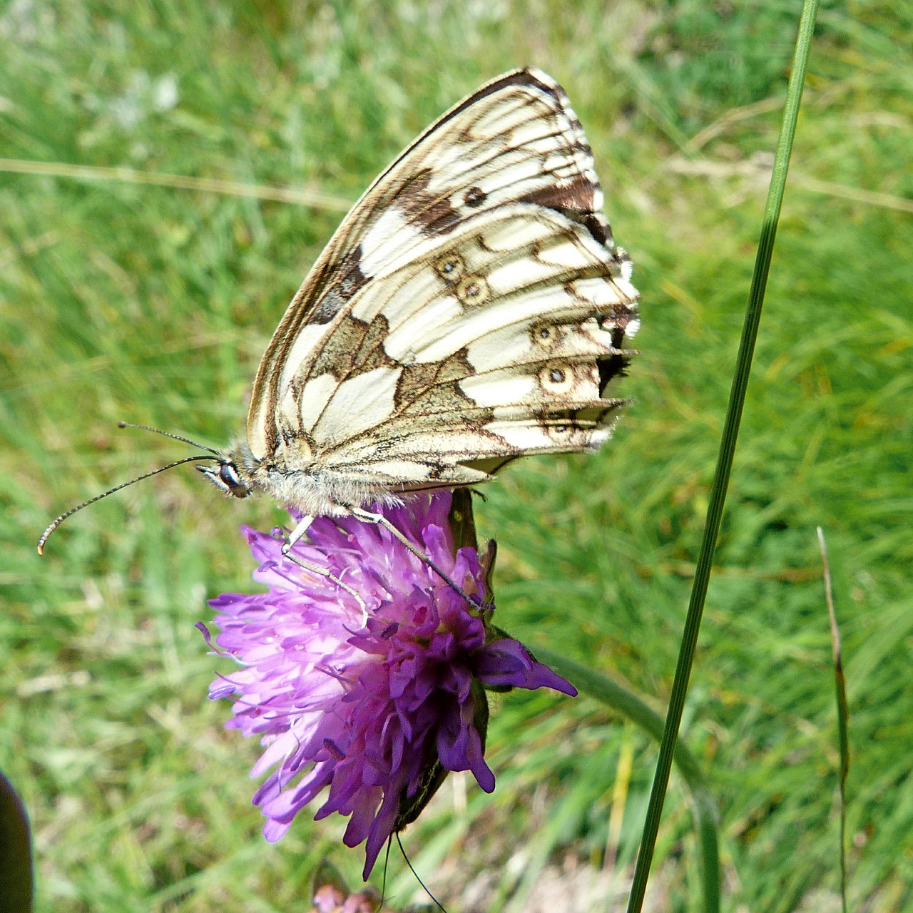 butterfly semi apolon insects free photo