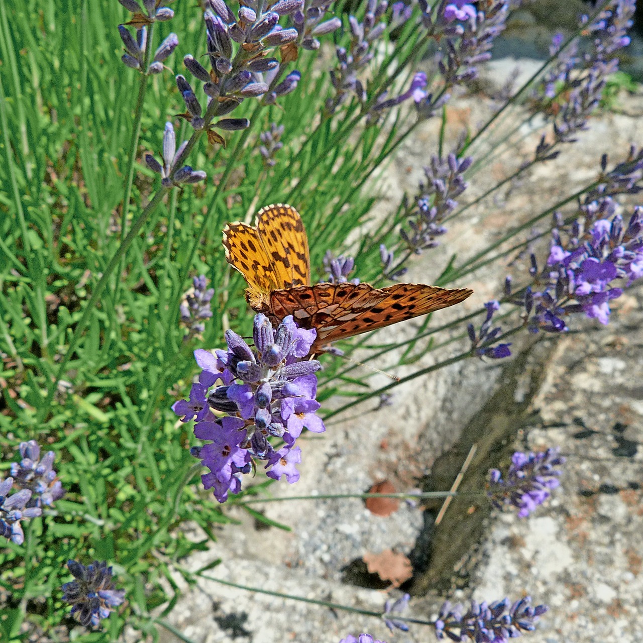 butterfly insects aglae free photo