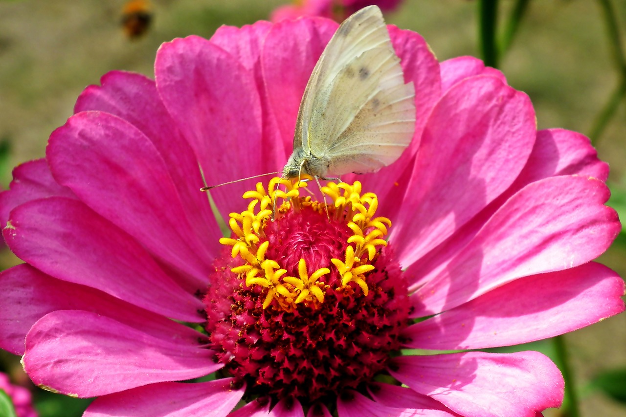 butterfly  insect  nature free photo