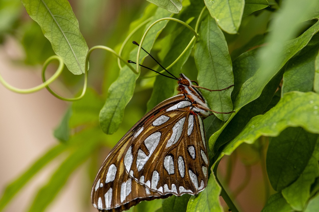 butterfly  white  brown free photo