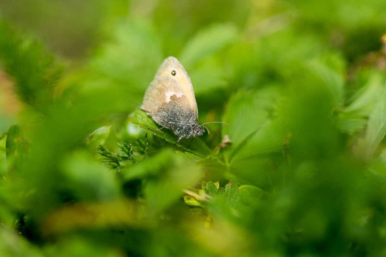 butterfly  green  leaves free photo