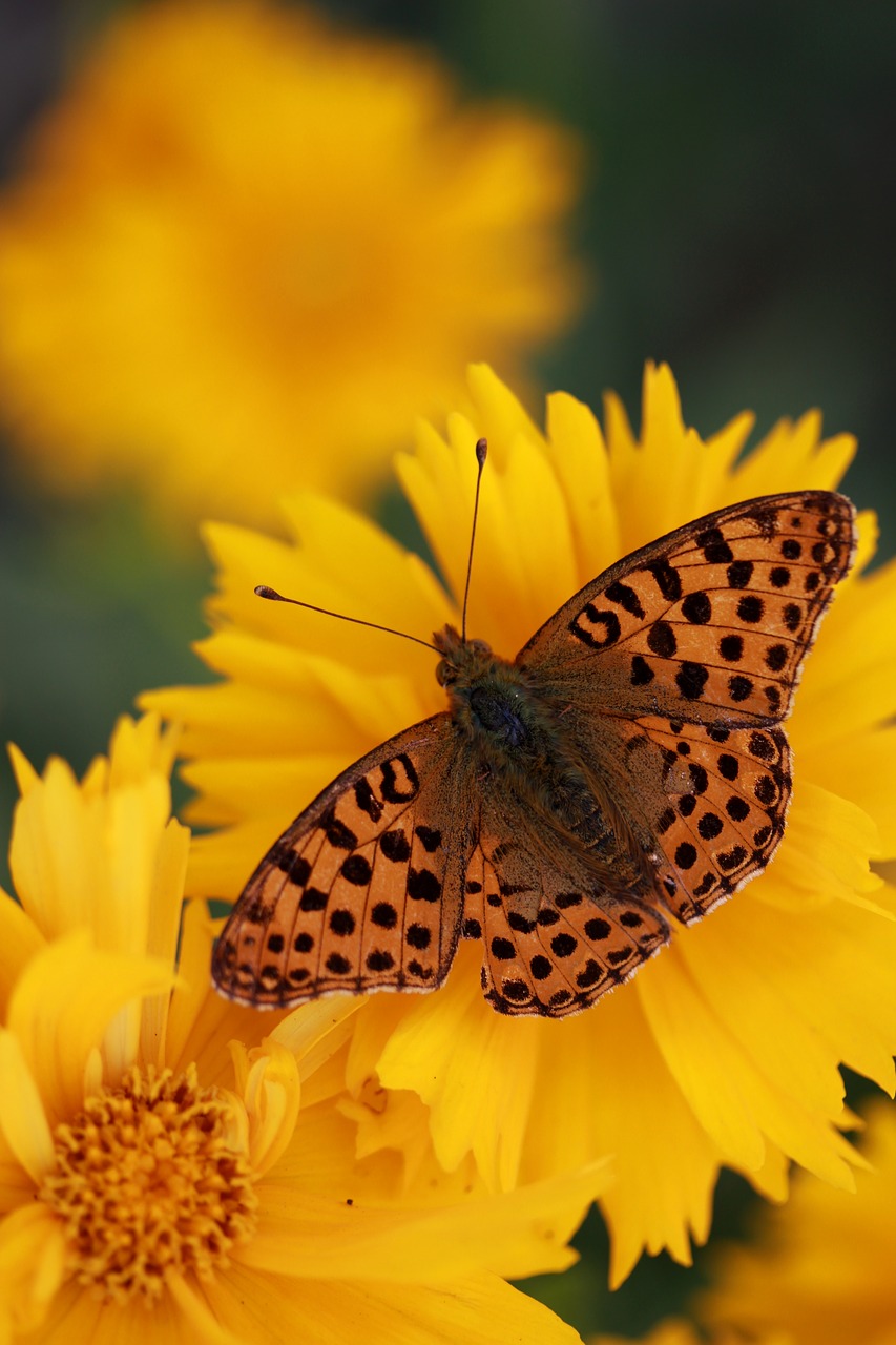 butterfly  flower  yellow free photo