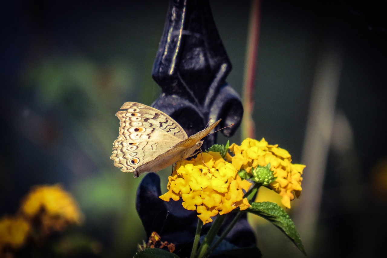 butterfly  flower  garden free photo