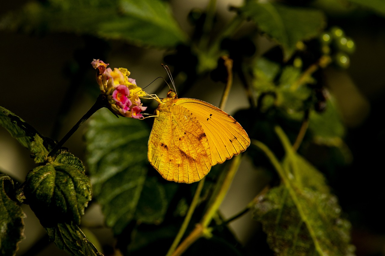 butterfly  yellow  insect free photo