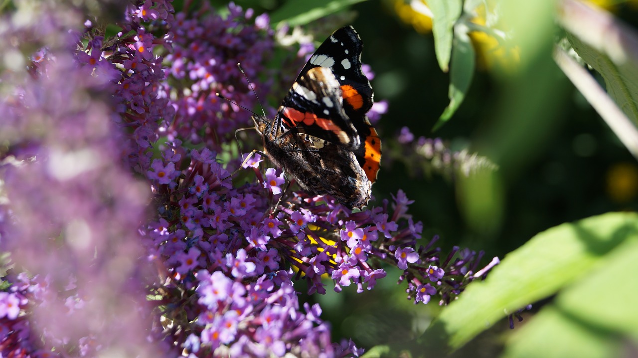 butterfly  summer  peacock free photo