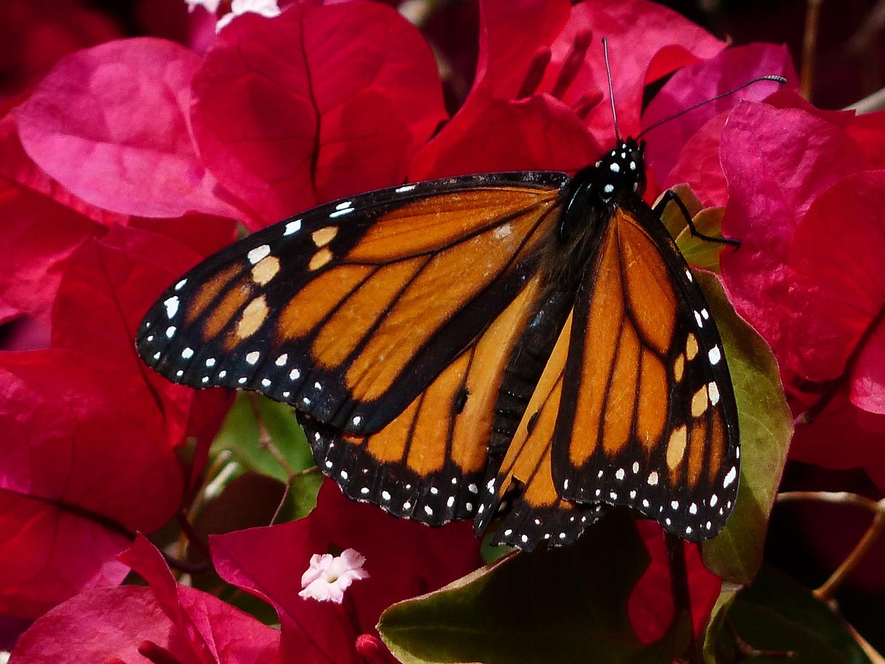 butterfly monarch butterfly danaus plexippus free photo