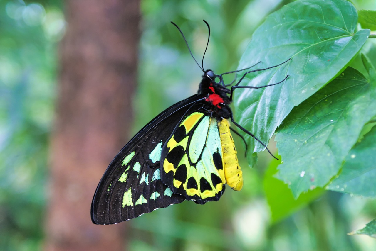 butterfly  close up  insect free photo