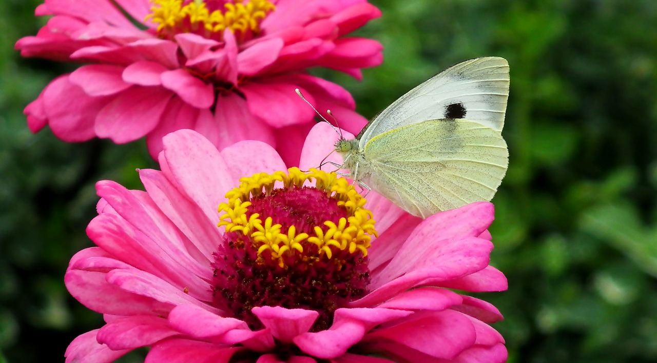 butterfly  insect  flower free photo