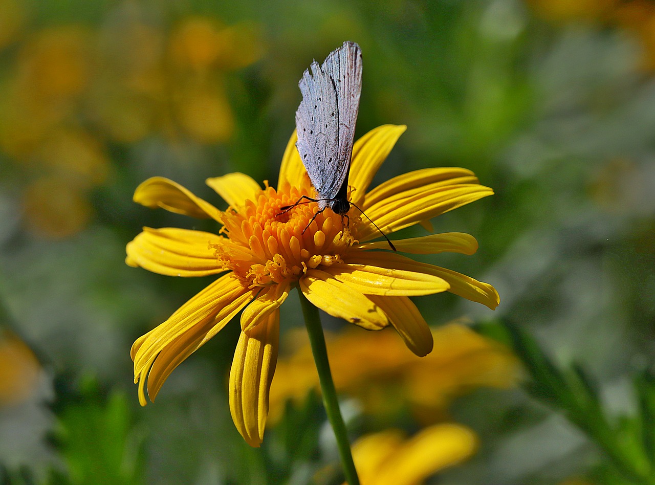 butterfly  flowers  gardening free photo