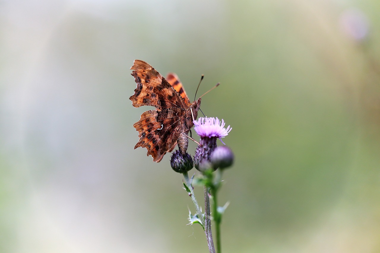 butterfly  flower  summer free photo