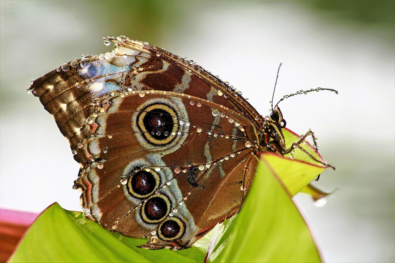 butterfly  flower  summer free photo