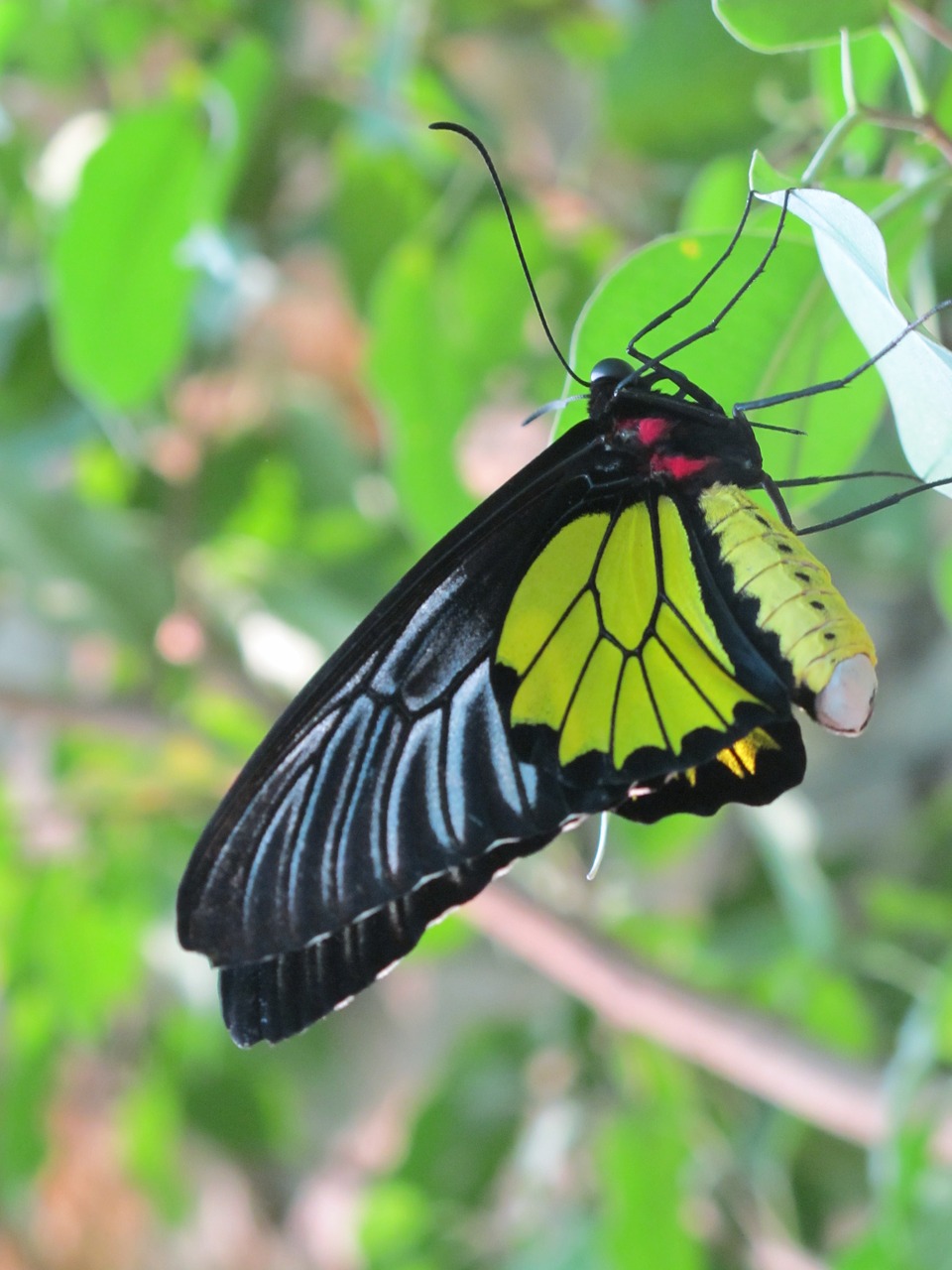 butterfly  insect  macro free photo