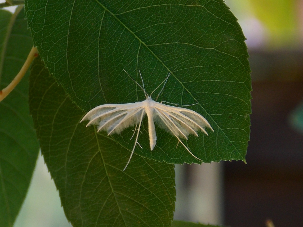 butterfly motte sloe - spring little figure free photo