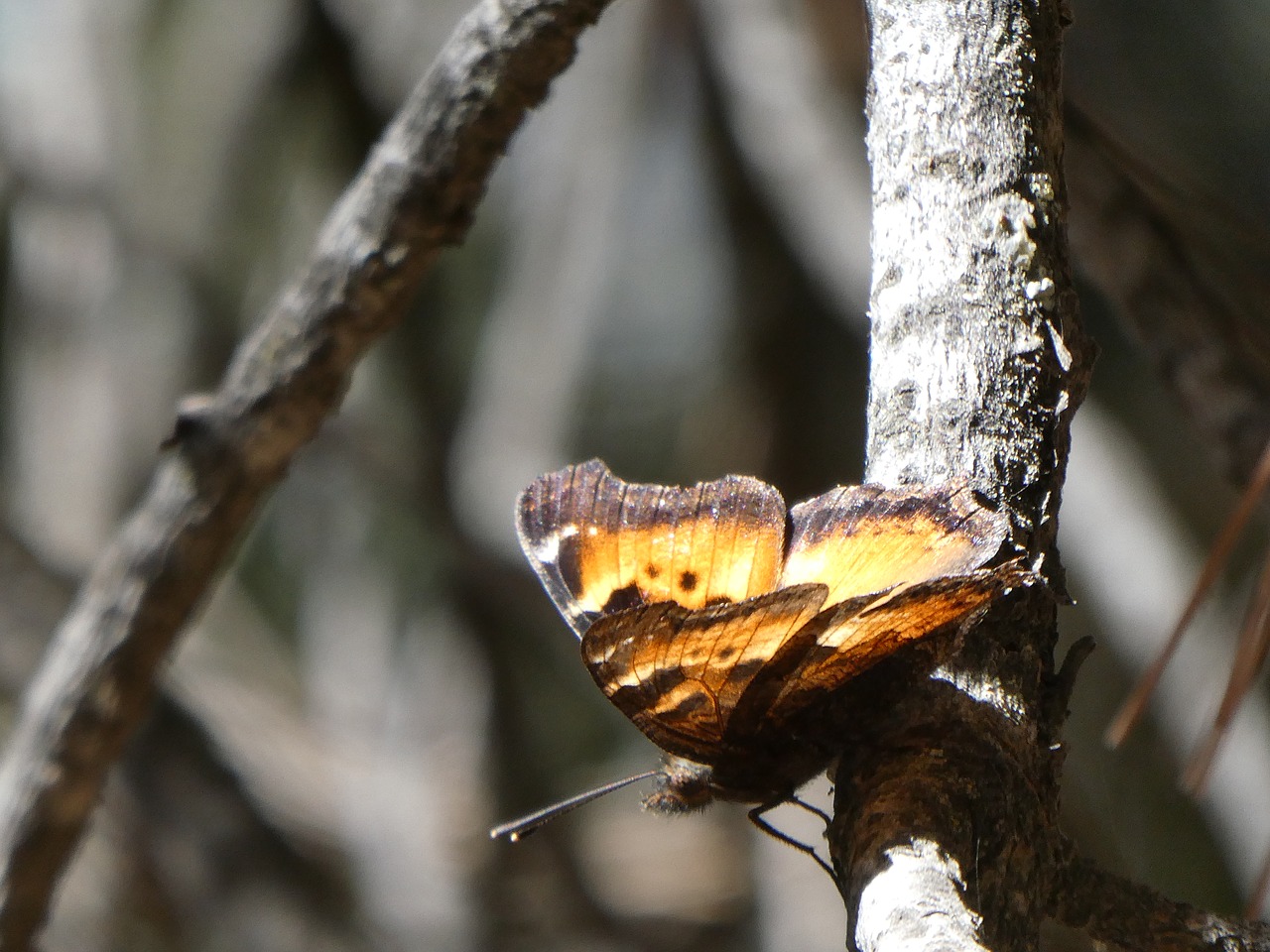 butterfly  sequoianp  grantgrove free photo