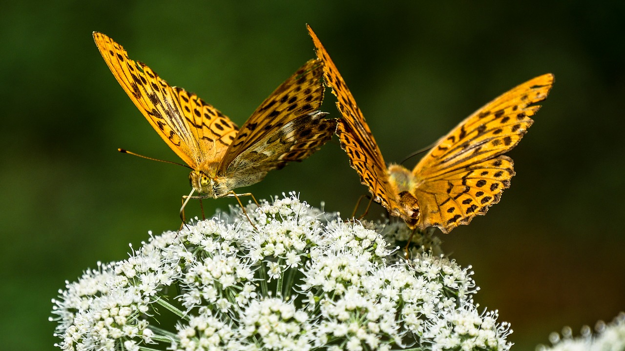 butterfly  butterflies  nature free photo