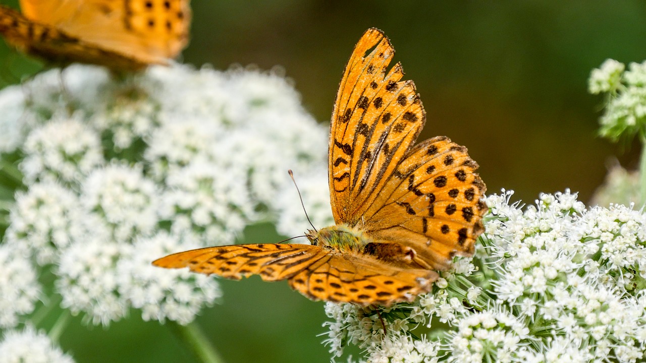 butterfly  butterflies  nature free photo