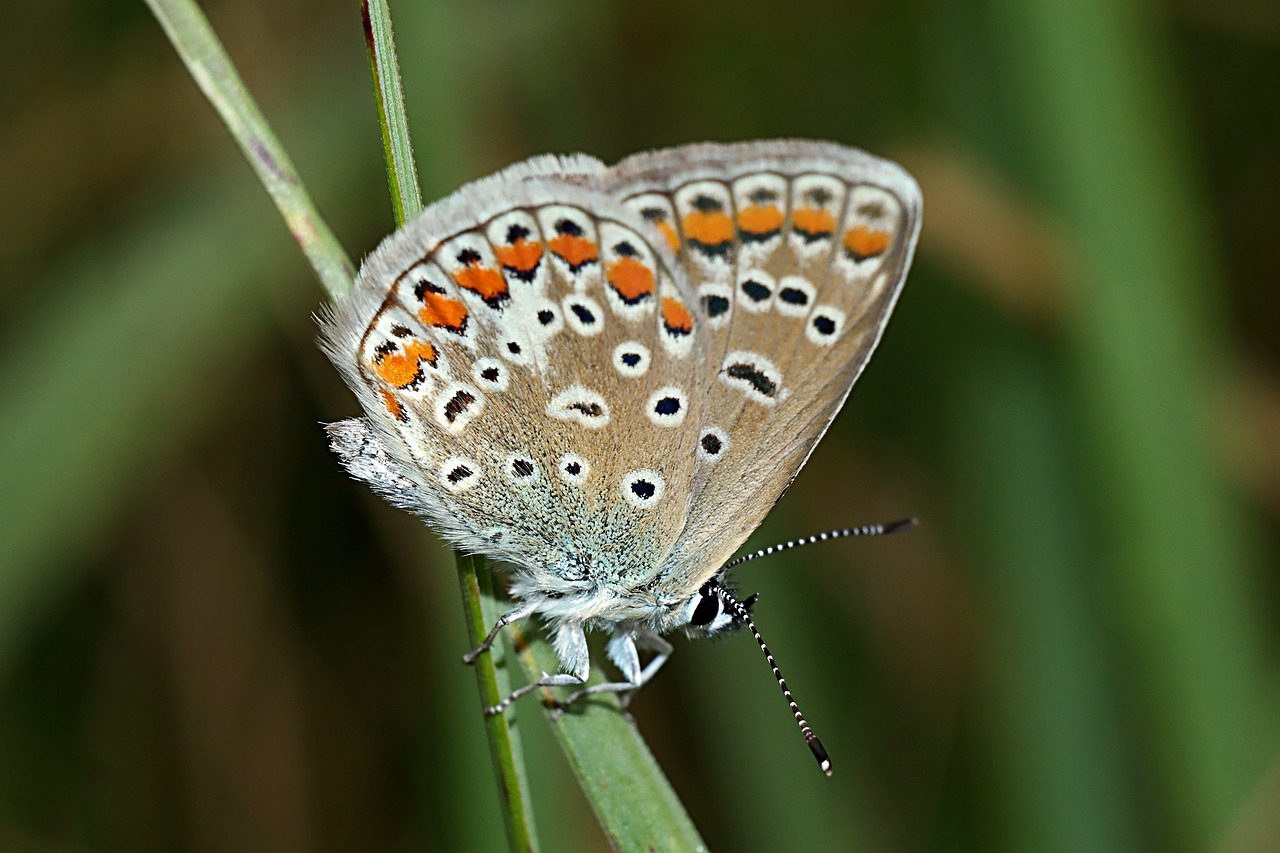 butterfly  macro  insect free photo